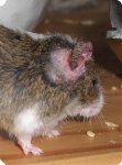 Maus 6.jpg