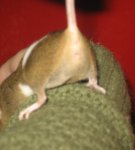 Mausegeschlechter 21.11.07 und Nala 053.jpg