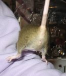 Mausegeschlechter 21.11.07 und Nala 067.jpg