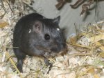 Maus1.jpg