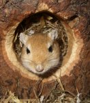 Gerbil braun.JPG