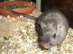 Gerbil schwarz.JPG