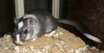 Gerbil s-w.JPG