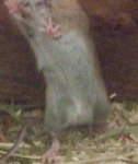 maus1.jpg