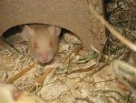 willow01.jpg