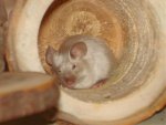 DSC01832.jpg