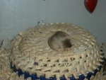 maus027.jpg