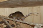 RatteoderMaus.jpg