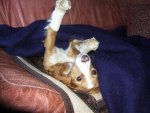 hundeipups (49).jpg