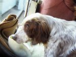 hundeipups (11).jpg