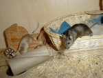 maus020.jpg