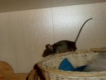 maus006.jpg