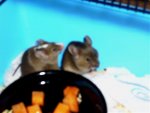 Ein Agouti und der mit der weißen Stirn.jpg