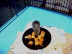 Eine Agouti.jpg