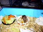 Agouti.jpg
