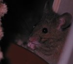 Benny2008.jpg