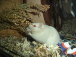 DSC00774.jpg
