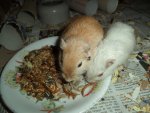 DSC00802.jpg