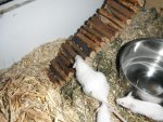 DSCF2466.jpg