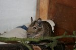 degu1.jpg