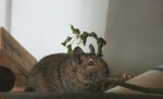 degu2.jpg