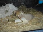 DSC00253.jpg