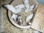 MR-Jungs-Mittel-Giovanni.jpg