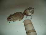 DSC01398.jpg