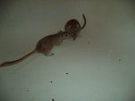 DSC01403.jpg