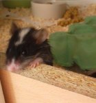 oreo.jpg