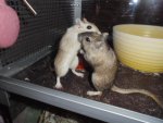 DSC00057.jpg