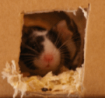 2014-03-13 09.11.54 Greta.png
