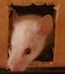 2014-03-13 09.20.05 Luisa.png