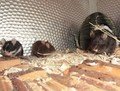 thumb_2446785312.jpg