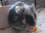 cookie4.jpg