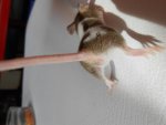 maus braun gefleckt.jpg