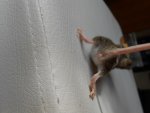 maus braun gefleckt (2).jpg