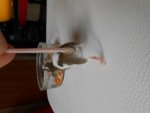 maus braun gefleckt harry (2).jpg maus braun gefleckt harry (2).jpg