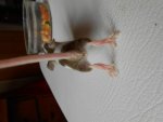 maus braun gefleckt harry.jpg