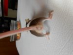maus braun gefleckt kopf x hintern.jpg