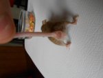 maus creme.jpg maus creme.jpg