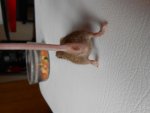 maus creme (2).jpg maus creme (2).jpg