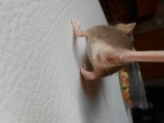 Maus creme fox mit fleck.jpg