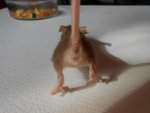 Maus creme fox ohne punkt.jpg
