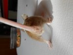 maus creme gefleckt kuh.jpg maus creme gefleckt kuh.jpg