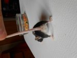 maus schwarz gefleckt (3).jpg maus schwarz gefleckt (3).jpg
