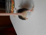 Maus schwarz weiß pirat.jpg Maus schwarz weiß pirat.jpg