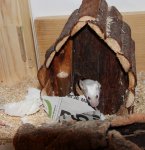 mäuse_232 (15).JPG