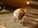 Sonne4.jpg