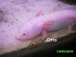 tiere 041.JPG